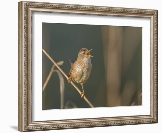 Washington, Male Marsh Wren Sings from a Grass Perch in a Marsh on Lake Washington-Gary Luhm-Framed Photographic Print