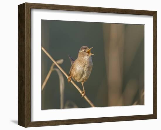 Washington, Male Marsh Wren Sings from a Grass Perch in a Marsh on Lake Washington-Gary Luhm-Framed Photographic Print