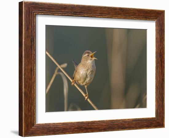 Washington, Male Marsh Wren Sings from a Grass Perch in a Marsh on Lake Washington-Gary Luhm-Framed Photographic Print