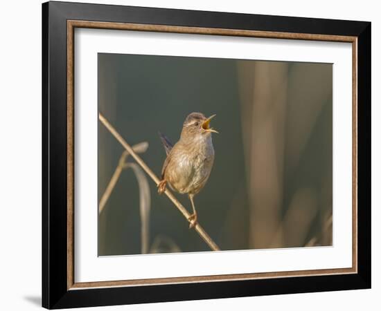 Washington, Male Marsh Wren Sings from a Grass Perch in a Marsh on Lake Washington-Gary Luhm-Framed Photographic Print