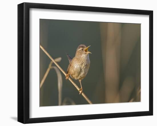 Washington, Male Marsh Wren Sings from a Grass Perch in a Marsh on Lake Washington-Gary Luhm-Framed Photographic Print