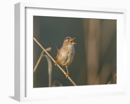 Washington, Male Marsh Wren Sings from a Grass Perch in a Marsh on Lake Washington-Gary Luhm-Framed Photographic Print