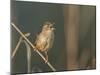 Washington, Male Marsh Wren Sings from a Grass Perch in a Marsh on Lake Washington-Gary Luhm-Mounted Photographic Print