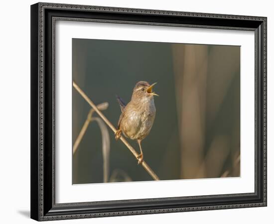 Washington, Male Marsh Wren Sings from a Grass Perch in a Marsh on Lake Washington-Gary Luhm-Framed Photographic Print