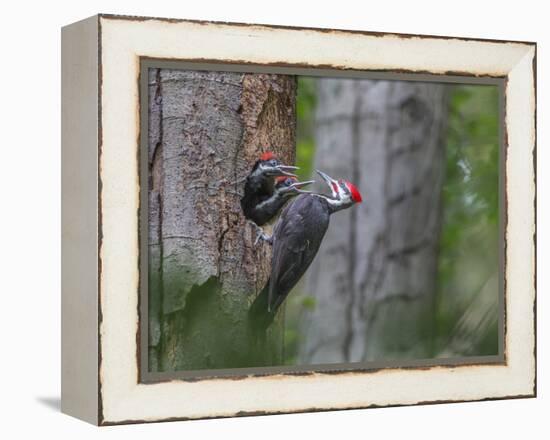 Washington, Male Pileated Woodpecker at Nest in Snag, with Begging Chicks-Gary Luhm-Framed Premier Image Canvas