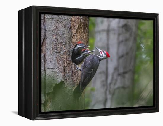 Washington, Male Pileated Woodpecker at Nest in Snag, with Begging Chicks-Gary Luhm-Framed Premier Image Canvas