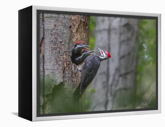 Washington, Male Pileated Woodpecker at Nest in Snag, with Begging Chicks-Gary Luhm-Framed Premier Image Canvas