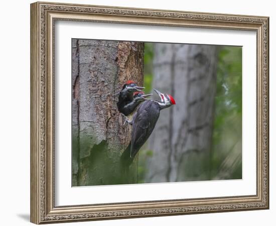 Washington, Male Pileated Woodpecker at Nest in Snag, with Begging Chicks-Gary Luhm-Framed Photographic Print