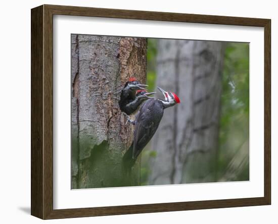 Washington, Male Pileated Woodpecker at Nest in Snag, with Begging Chicks-Gary Luhm-Framed Photographic Print