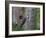 Washington, Male Pileated Woodpecker at Nest in Snag, with Begging Chicks-Gary Luhm-Framed Photographic Print