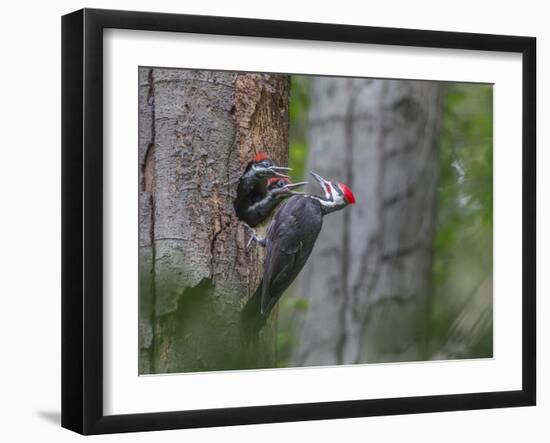 Washington, Male Pileated Woodpecker at Nest in Snag, with Begging Chicks-Gary Luhm-Framed Photographic Print