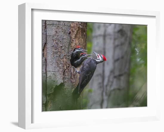 Washington, Male Pileated Woodpecker at Nest in Snag, with Begging Chicks-Gary Luhm-Framed Photographic Print