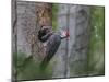 Washington, Male Pileated Woodpecker at Nest in Snag, with Begging Chicks-Gary Luhm-Mounted Photographic Print