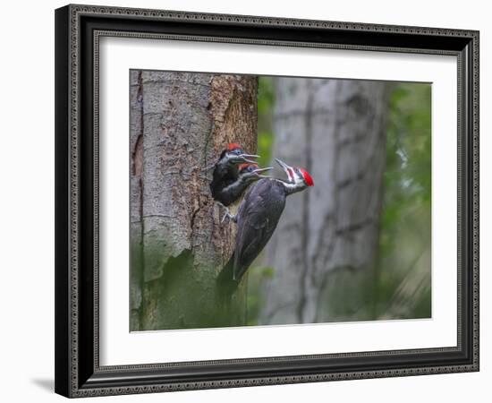 Washington, Male Pileated Woodpecker at Nest in Snag, with Begging Chicks-Gary Luhm-Framed Photographic Print