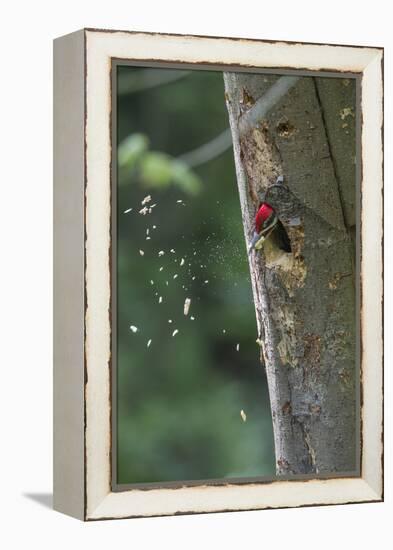 Washington, Male Pileated Woodpecker at Work Holing Out Nest in an Alder Snag-Gary Luhm-Framed Premier Image Canvas