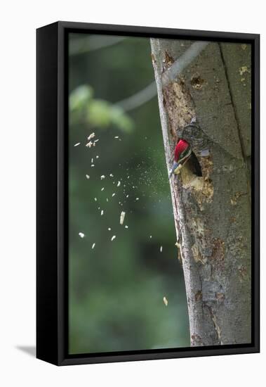 Washington, Male Pileated Woodpecker at Work Holing Out Nest in an Alder Snag-Gary Luhm-Framed Premier Image Canvas