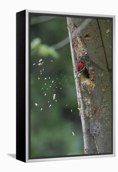 Washington, Male Pileated Woodpecker at Work Holing Out Nest in an Alder Snag-Gary Luhm-Framed Premier Image Canvas