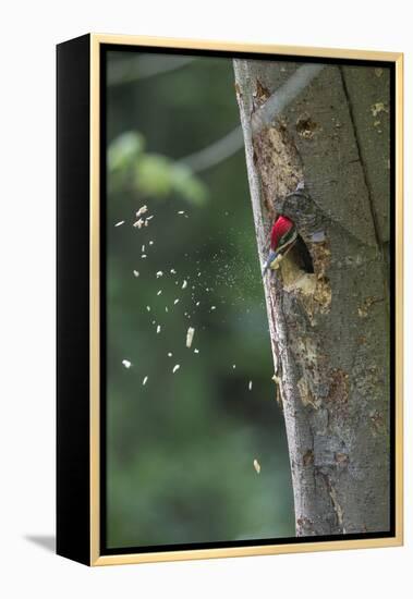 Washington, Male Pileated Woodpecker at Work Holing Out Nest in an Alder Snag-Gary Luhm-Framed Premier Image Canvas