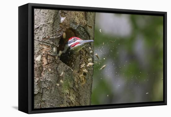 Washington, Male Pileated Woodpecker at Work Holing Out Nest in an Alder Snag-Gary Luhm-Framed Premier Image Canvas