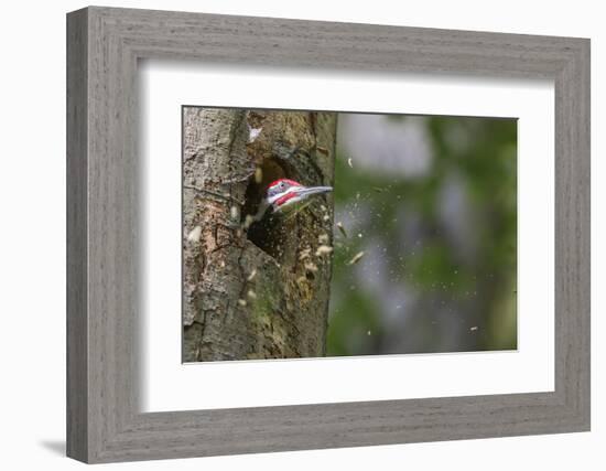 Washington, Male Pileated Woodpecker at Work Holing Out Nest in an Alder Snag-Gary Luhm-Framed Photographic Print