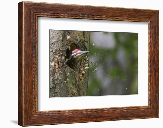 Washington, Male Pileated Woodpecker at Work Holing Out Nest in an Alder Snag-Gary Luhm-Framed Photographic Print