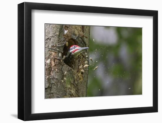 Washington, Male Pileated Woodpecker at Work Holing Out Nest in an Alder Snag-Gary Luhm-Framed Photographic Print