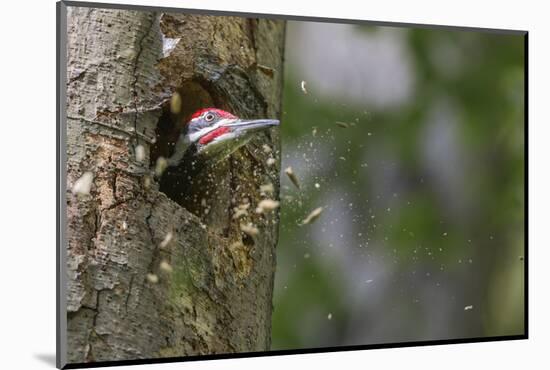 Washington, Male Pileated Woodpecker at Work Holing Out Nest in an Alder Snag-Gary Luhm-Mounted Photographic Print