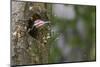 Washington, Male Pileated Woodpecker at Work Holing Out Nest in an Alder Snag-Gary Luhm-Mounted Photographic Print