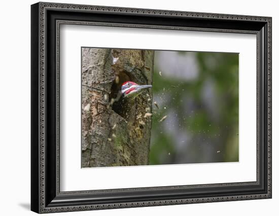 Washington, Male Pileated Woodpecker at Work Holing Out Nest in an Alder Snag-Gary Luhm-Framed Photographic Print