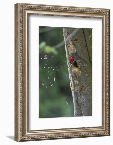 Washington, Male Pileated Woodpecker at Work Holing Out Nest in an Alder Snag-Gary Luhm-Framed Photographic Print