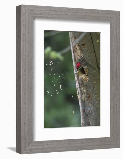 Washington, Male Pileated Woodpecker at Work Holing Out Nest in an Alder Snag-Gary Luhm-Framed Photographic Print