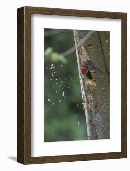 Washington, Male Pileated Woodpecker at Work Holing Out Nest in an Alder Snag-Gary Luhm-Framed Photographic Print