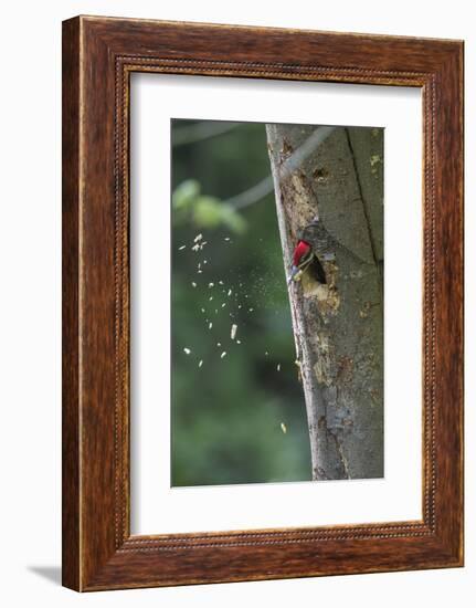 Washington, Male Pileated Woodpecker at Work Holing Out Nest in an Alder Snag-Gary Luhm-Framed Photographic Print