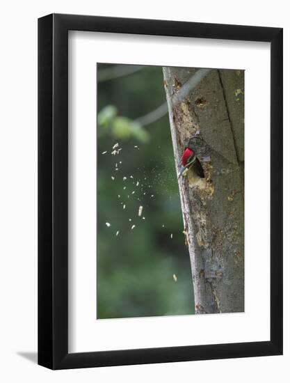 Washington, Male Pileated Woodpecker at Work Holing Out Nest in an Alder Snag-Gary Luhm-Framed Photographic Print