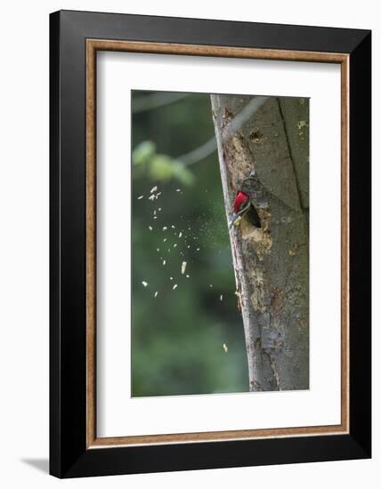 Washington, Male Pileated Woodpecker at Work Holing Out Nest in an Alder Snag-Gary Luhm-Framed Photographic Print