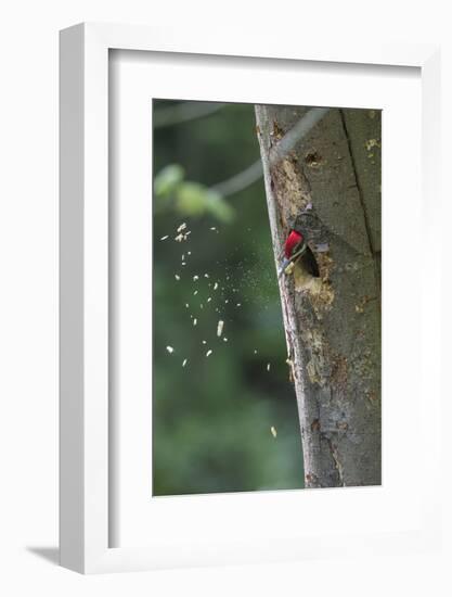 Washington, Male Pileated Woodpecker at Work Holing Out Nest in an Alder Snag-Gary Luhm-Framed Photographic Print