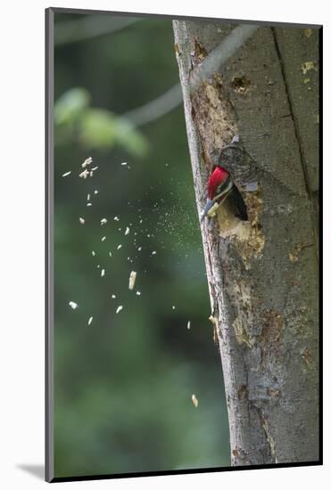 Washington, Male Pileated Woodpecker at Work Holing Out Nest in an Alder Snag-Gary Luhm-Mounted Photographic Print