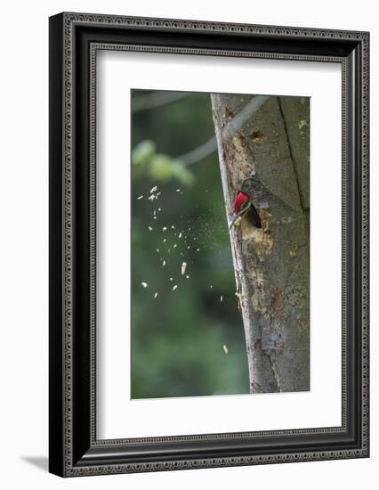 Washington, Male Pileated Woodpecker at Work Holing Out Nest in an Alder Snag-Gary Luhm-Framed Photographic Print