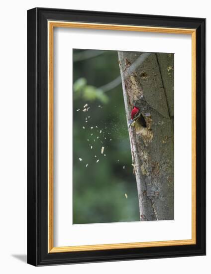 Washington, Male Pileated Woodpecker at Work Holing Out Nest in an Alder Snag-Gary Luhm-Framed Photographic Print