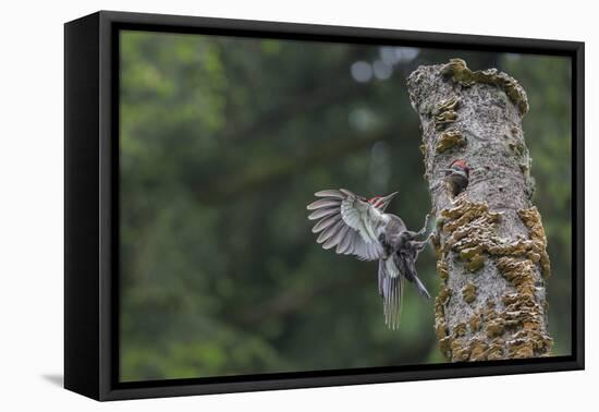 Washington, Male Pileated Woodpecker Flies to Nest in Alder Snag, with Begging Chick-Gary Luhm-Framed Premier Image Canvas