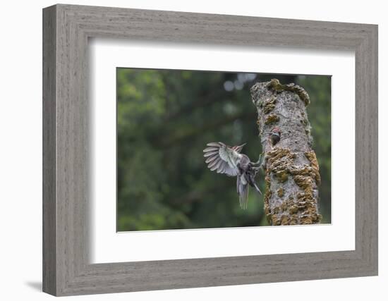 Washington, Male Pileated Woodpecker Flies to Nest in Alder Snag, with Begging Chick-Gary Luhm-Framed Photographic Print