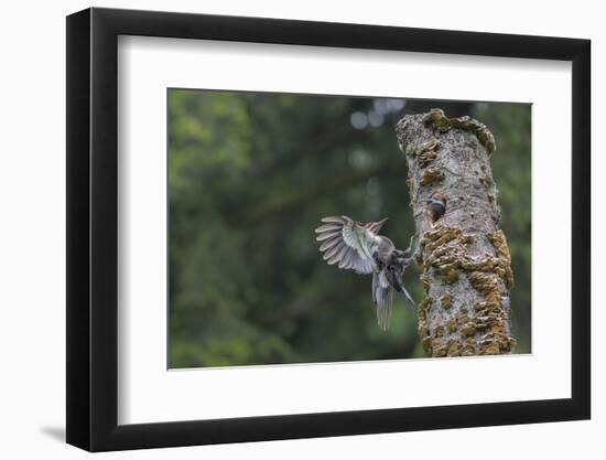 Washington, Male Pileated Woodpecker Flies to Nest in Alder Snag, with Begging Chick-Gary Luhm-Framed Photographic Print