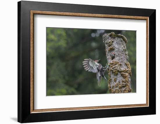 Washington, Male Pileated Woodpecker Flies to Nest in Alder Snag, with Begging Chick-Gary Luhm-Framed Photographic Print