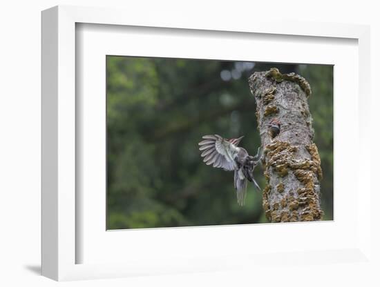 Washington, Male Pileated Woodpecker Flies to Nest in Alder Snag, with Begging Chick-Gary Luhm-Framed Photographic Print