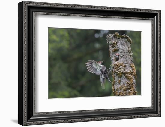 Washington, Male Pileated Woodpecker Flies to Nest in Alder Snag, with Begging Chick-Gary Luhm-Framed Photographic Print