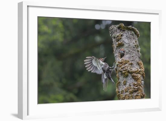 Washington, Male Pileated Woodpecker Flies to Nest in Alder Snag, with Begging Chick-Gary Luhm-Framed Photographic Print