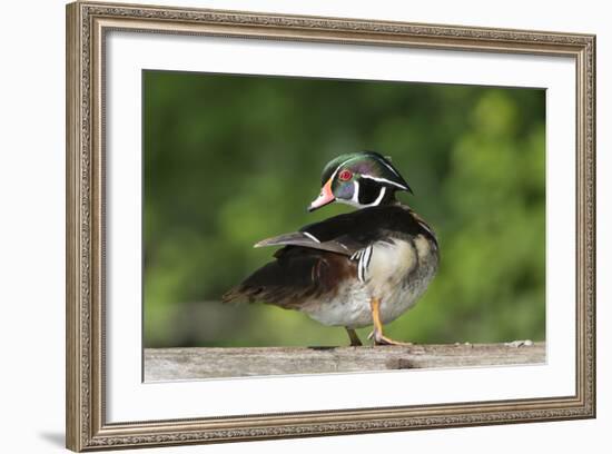 Washington, Male Wood Duck Preens While Perched on a Log in the Seattle Arboretum-Gary Luhm-Framed Photographic Print