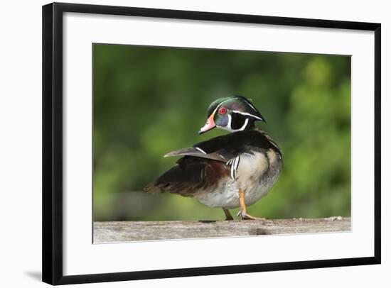 Washington, Male Wood Duck Preens While Perched on a Log in the Seattle Arboretum-Gary Luhm-Framed Photographic Print