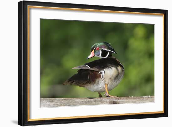 Washington, Male Wood Duck Preens While Perched on a Log in the Seattle Arboretum-Gary Luhm-Framed Photographic Print
