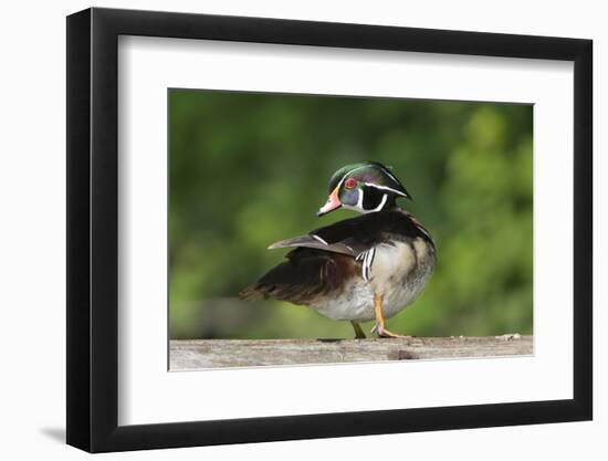 Washington, Male Wood Duck Preens While Perched on a Log in the Seattle Arboretum-Gary Luhm-Framed Photographic Print